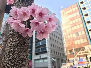 市川船橋の弁護士事務所