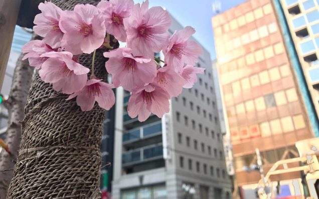 【桜の季節にご用心！花見であなたも逮捕されてしまうかも？！】